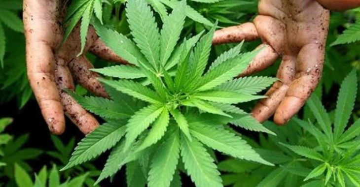 Во Црна Гора запленета марихуана вредна околу десет милиони евра, полицијата трага по уште лица