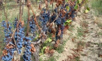 Филипче најави законско решение на СДСМ: Три денари повеќе по килограм за лозарите