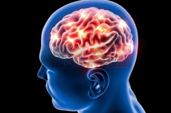 Во кој дел од денот, човековиот мозок работи најдобро?