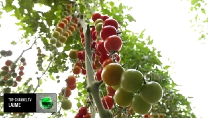 Bllokohen tonelata domate dhe pjeshkë nga Shqipëria në Kroaci, përmbanin pesticide dhe nikel