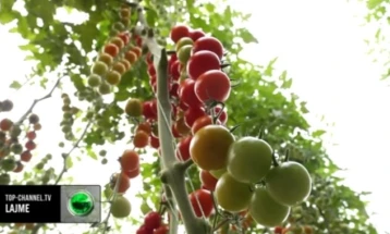 Bllokohen tonelata domate dhe pjeshkë nga Shqipëria në Kroaci, përmbanin pesticide dhe nikel