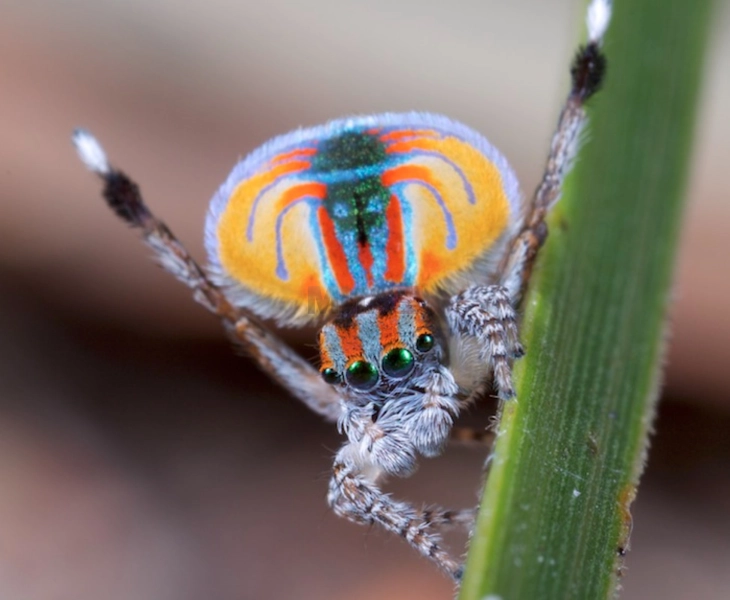 ДНК на паун-пајакот нуди изненадувачки нови научни сознанија