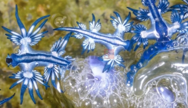 По 300 години, „синиот змеј“ повторно забележан во Средоземното Море