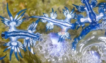 По 300 години, „синиот змеј“ повторно забележан во Средоземното Море