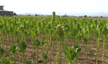Дождот малку помогна за реколтата тутун, уште се бере, а квалитетот е висок