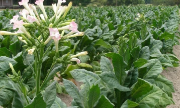 Дел од членките на ЕУ против предлозите на ЕК за корпоративни даноци и акцизи на тутунот