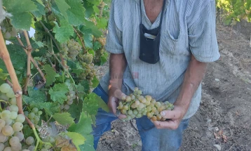 Трајко на 95 години бере грозје, порачува - никој да не се плаши од работа, работата го одржува човекот