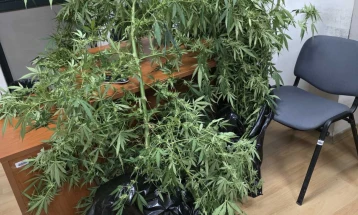 МВР: Лишени од слобода двајца Скопјани, при претрес пронајдена марихуана