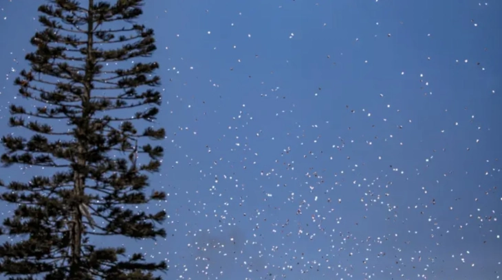 Ushtria izraelite ka hedhur fletushka me paralajmërim deri te banorët e Gazës