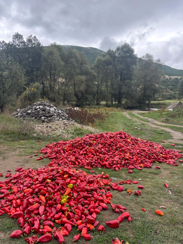 СДСМ: Целосен дебакл со откупот на пиперката