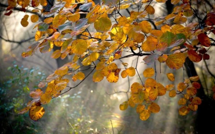 Weather: Overcast with sunny spells