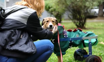 ЈП „Лајка“: Вдомувањето бездомно куче не е само хуман гест, туку и суштинско за решавање на проблемот со бездомните кучиња
