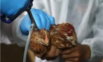 Franca shpalli nivel të lartë alarmi për shkak të gripit të shpendëve