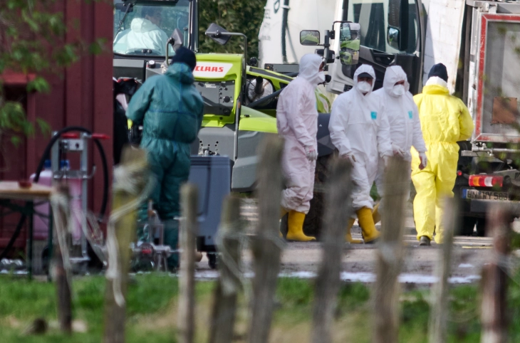 Bird flu has spread across all of Germany, officials say