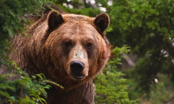 Властите во северна Јапонија ја повикаа војската за заштита од мечки