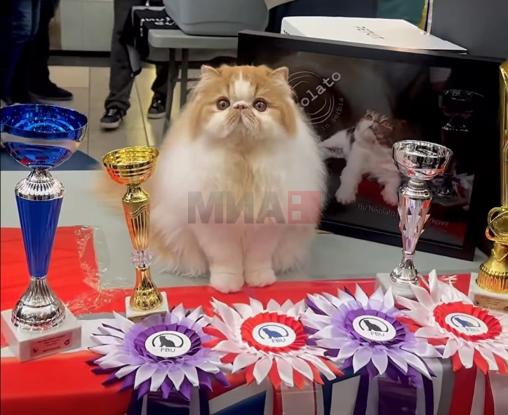 Српски персиски мачор - „најдобар“ според Светската федерација за мачки