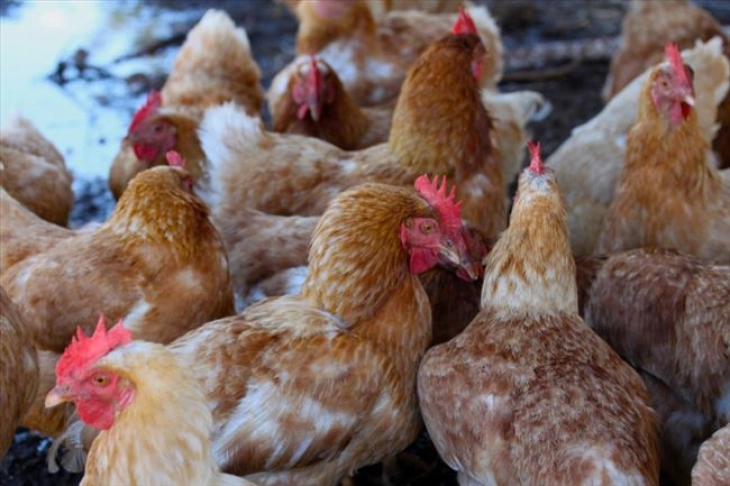 Шпанија ќе го ограничи одгледувањето живина во неколку региони поради птичји грип