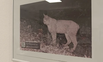 Изложба за балканскиот рис од 6 до 21 ноември во Тетово