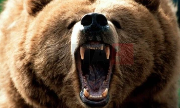 Јапонија се соочува со рекорден број смртоносни напади од мечки