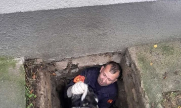 Пожарникарите од Старо Нагоричане спасија куче паднато во шахта