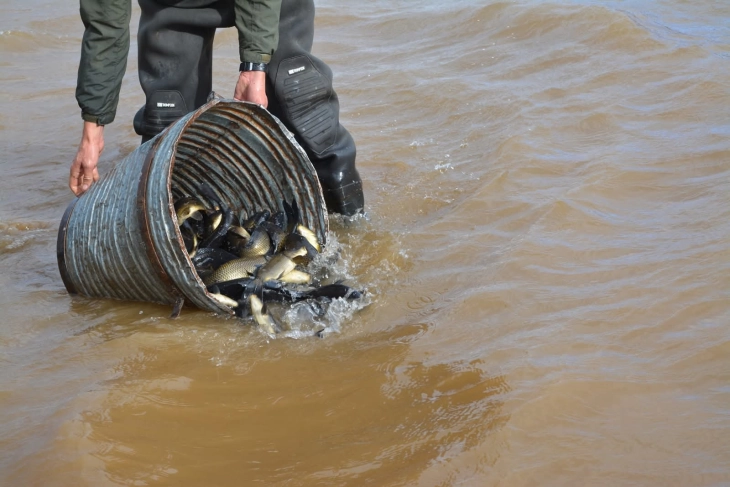 Реализирано есенско порибување во Национален парк „Маврово