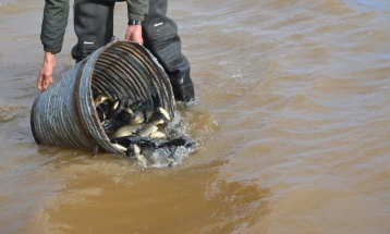 Реализирано есенско порибување во Национален парк „Маврово