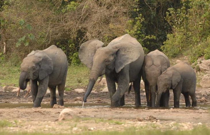 Бројот на загрозени африкански шумски слонови е поголем отколку што се мислеше