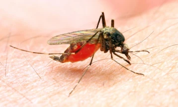 OBSH: Më shumë se 600.000 persona, kryesisht fëmijë anë vdekur nga malaria në vitin 2024