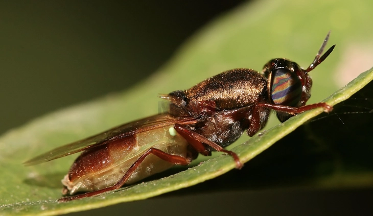 Фарма за муви во Виена произведува ѓубриво