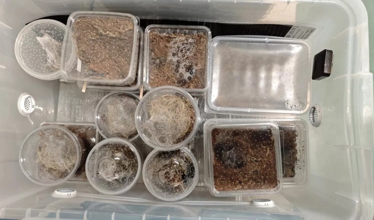 Во куќа крај белгискиот град Шарлероа пронајдени околу 150 тарантули