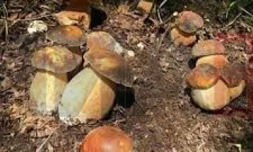 Чешка ќе дозволи лекарите да препишуваат лековити „магични печурки“ од следнава година