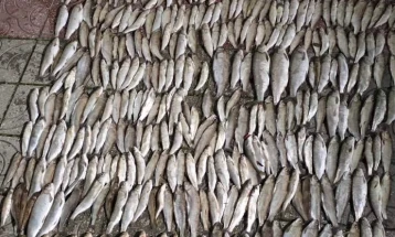 Засилен надзор во рамки на актуелната забрана за риболов на Охридското Езеро