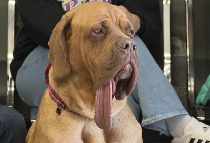 Кучето Ози – новиот светски рекордер со најдолг јазик