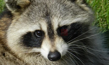 Во јужна Холандија убиени 250 ракуни, властите планираат да истребат уште 100 единки