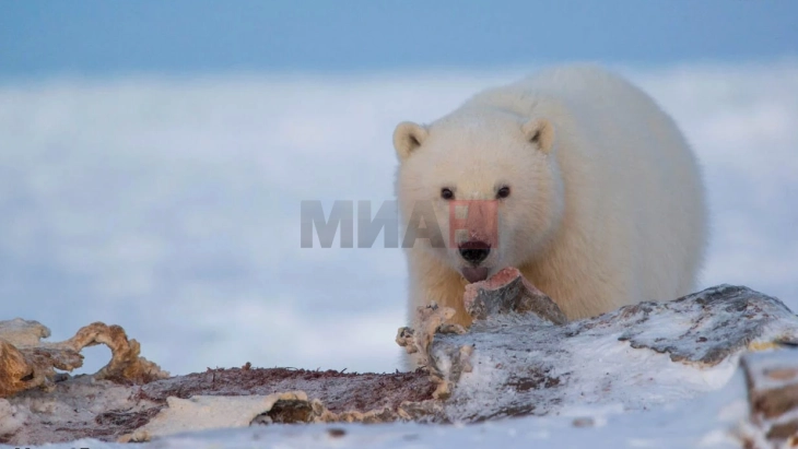 Поларните мечки користат „гени за брзо препишување на својата ДНК“ за да го преживеат топењето на глечерите