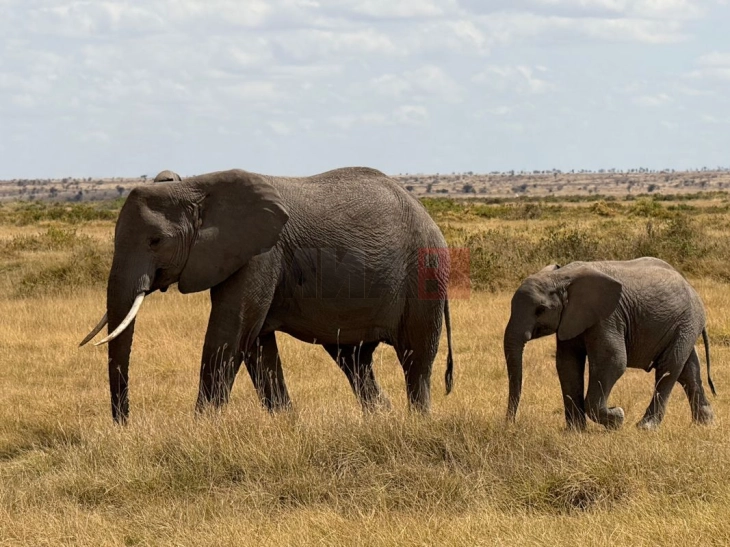 Брз патнички воз уби седум слонови на пруга во Индија