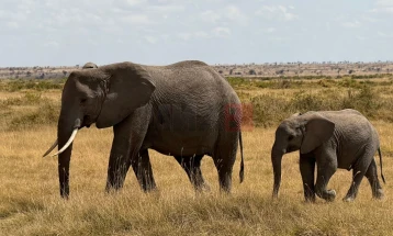 Брз патнички воз уби седум слонови на пруга во Индија