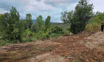 Акција за пошумување во опфатот на Белчишко Блато во општина Дебрца