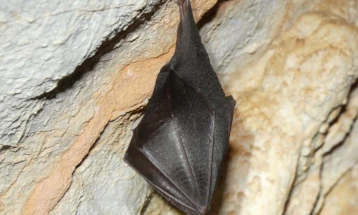 Во пештерата Самотска Дупка на Галичица утврдена хибернациска колонија лилјаци од видот мал потковичар