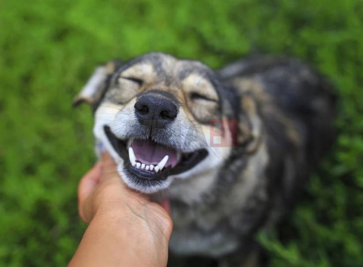 Домашни миленици: Трикови за дом без мирис 