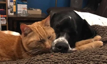 Домашните миленици можат да имаат исто толку позитивно влијание врз менталното здравје како и брачниот партнер