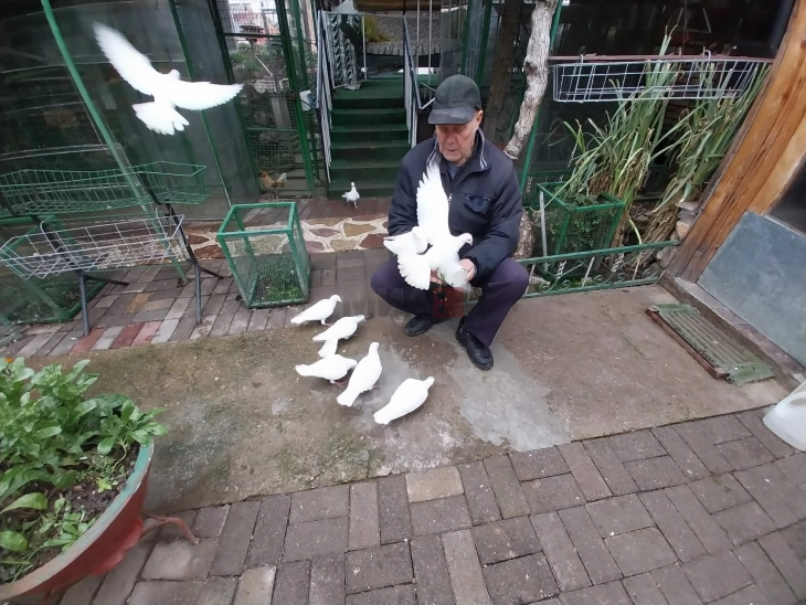 Еден конгрес го дели македонскиот гулаб-вртач да биде регистриран и признат како автохтон