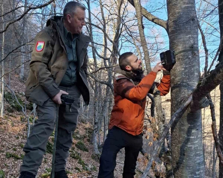 НП „Шар Планина“ го засилува мониторингот на балканскиот рис