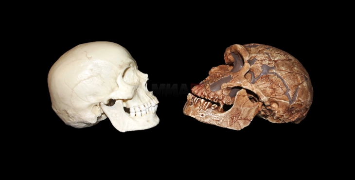 Фосили пронајдени во Мароко - можни блиски предци на хомосапиенс