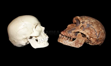 Фосили пронајдени во Мароко - можни блиски предци на хомосапиенс