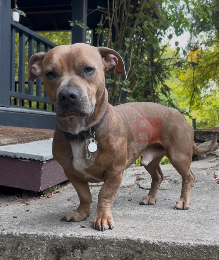 Куче со необична градба го освои интернетот