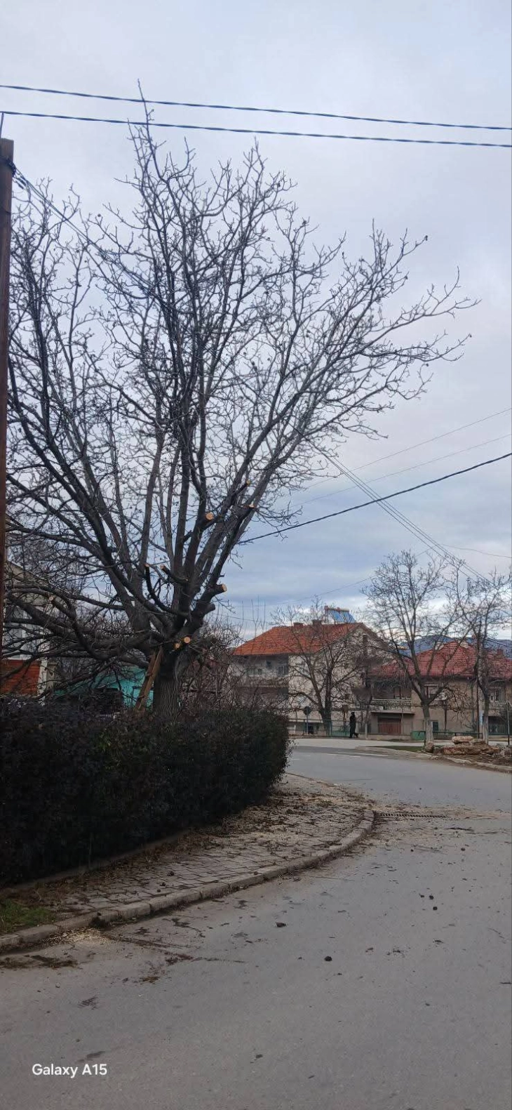 Општина Виница ги повикува граѓаните да го одржуваат зеленилото на приватните имоти