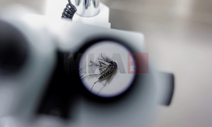 Комарците сè почесто ги напаѓаат луѓето - научниците откриваат зошто