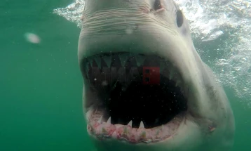 Австралиски плажи затворени по три напади од ајкули за два дена