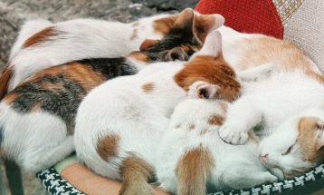 Изложба на фотографии и проекција на документарец во Сули ан во рамки на проектот „Старата скопска чаршија: визии за иднината